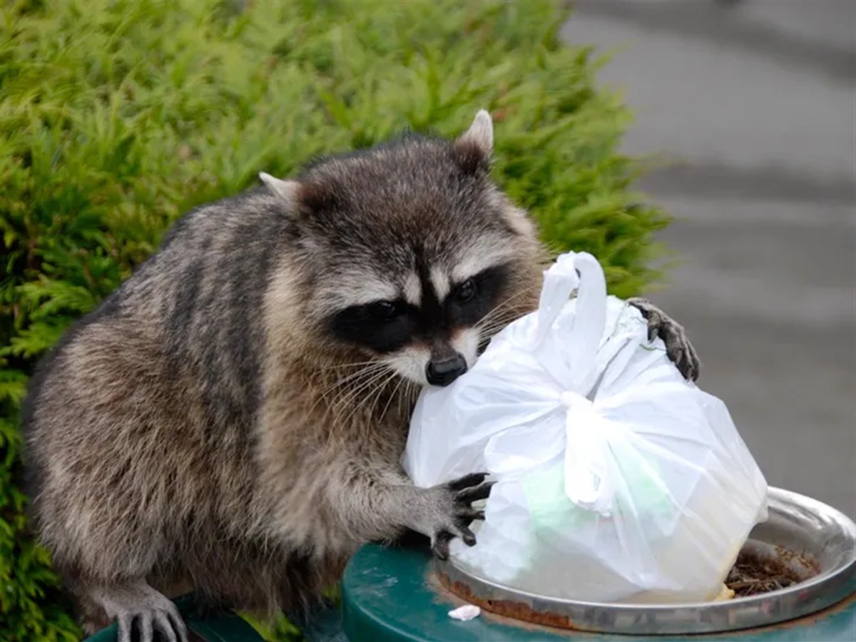 Raccoon