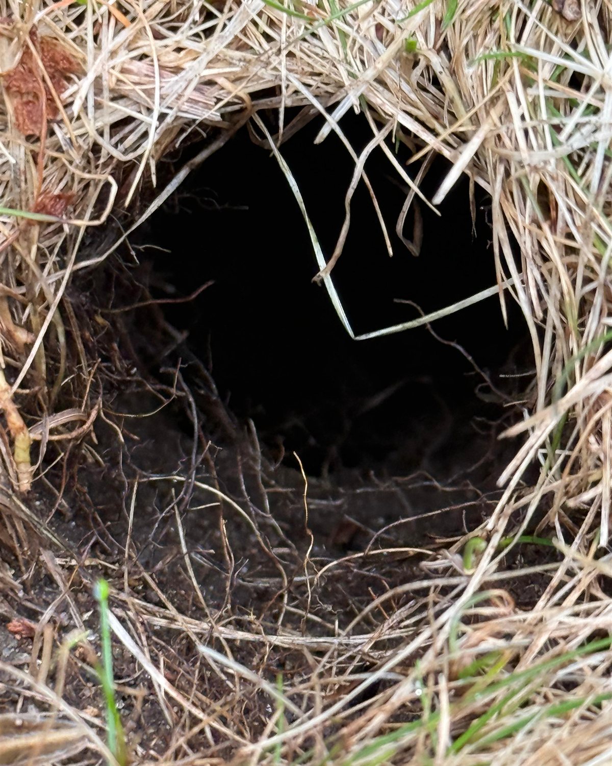 Round burrow opening in grass and roots.