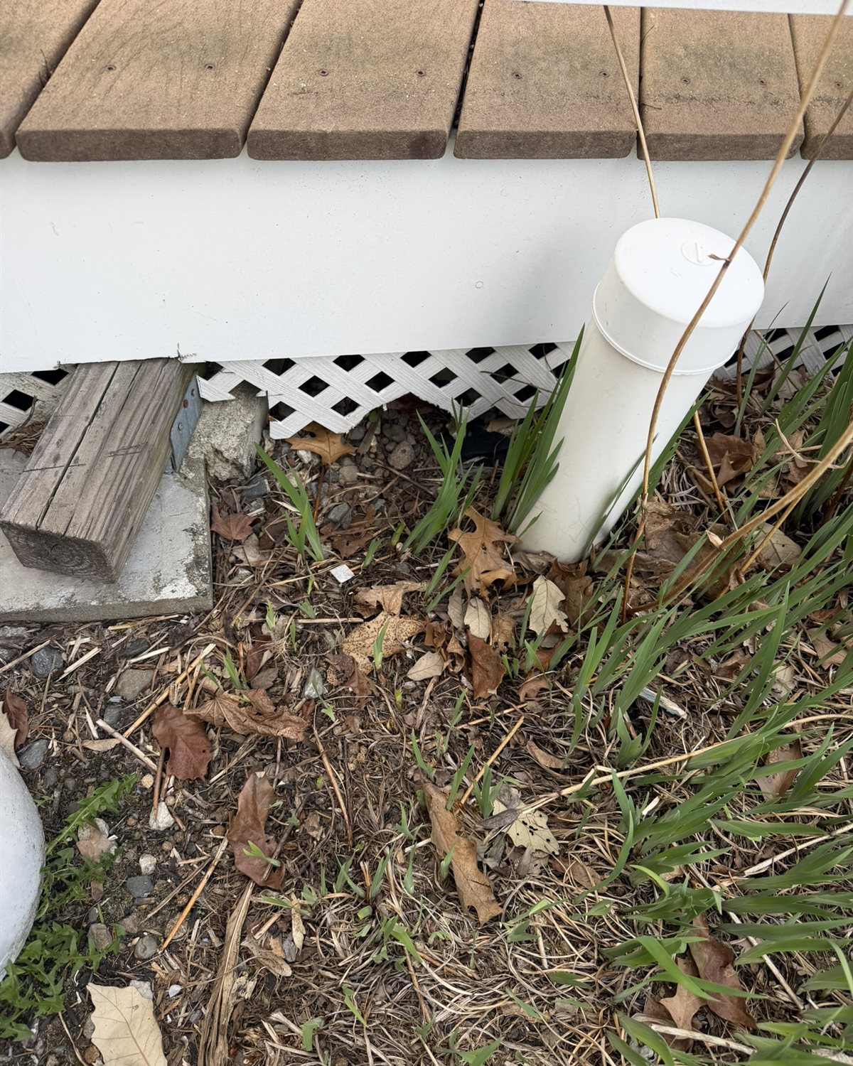 Trampled mulch and leaves beside a deck with white lattice skirting.
