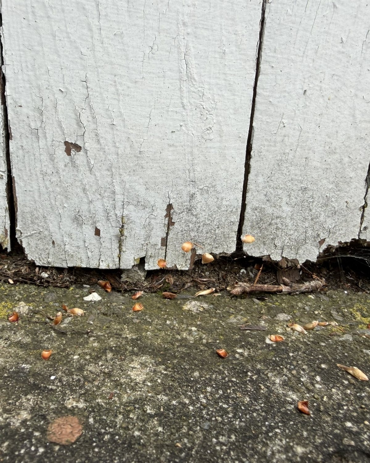 Cracked and peeling white clapboard siding at the foundation line.